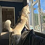 Koda is registered to the contest to win money with this photo: animal, blue_sky, canine, couch, curtains, daylight, dog, domestic_animal, fur, furniture, home, indoor, looking_outside, pet, room, standing, sunlight, sunny, tail, window