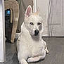Koda is registered to the contest to win money with this photo: dog, white_dog, blue_eyes, indoor, floor, wooden_floor, lounge, pet, animal, canine, portrait, house, door, chair, relaxed, fur, paw, looking, domestic, home