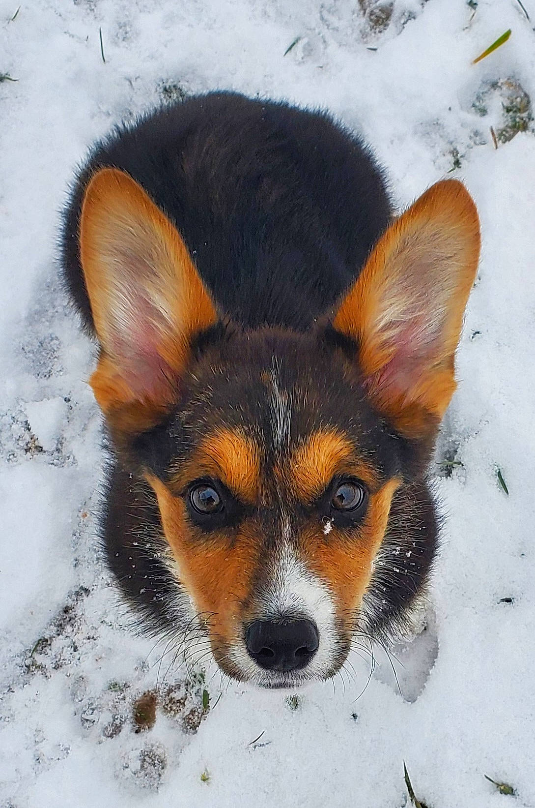 Shiloh is registered to the contest to win money with this photo: canidae, carnivore, companion_dog, dog, dog_breed, ear, fawn, fur, snout, snow, terrestrial_animal, toy_dog, whiskers, winter, working_animal