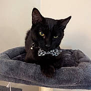 Bob joined the competition — help win amazing prizes! black_cat, cat, bow_tie, cat_tree, pet, indoor, feline, collar, bell, plush, gray, resting, cute, animal, domestic_cat, portrait, whiskers, paw, fur, relaxed