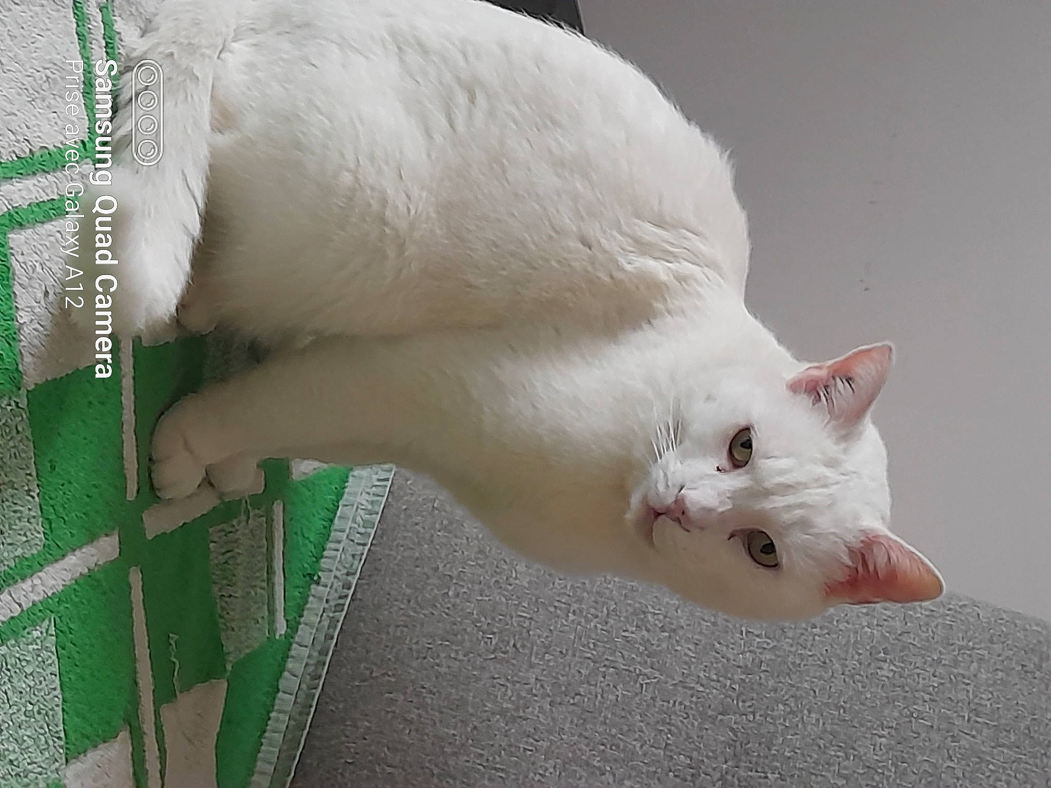 Mango a rejoint le concours — aidez-le/la à gagner de superbes lots ! carnivore, cat, claw, domestic_short_haired_cat, fawn, felidae, fur, mesh, pattern, paw, small_to_medium_sized_cats, snout, tail, terrestrial_animal, whiskers