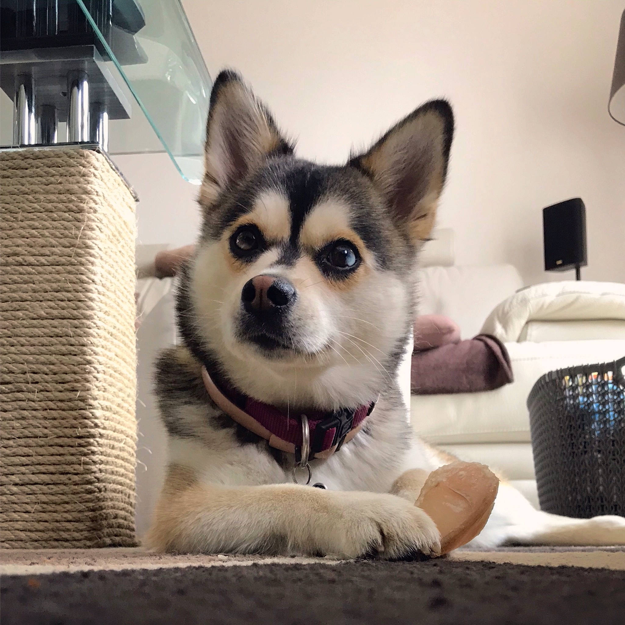 Plume participe au concours pour gagner de l'argent avec cette photo : bag, canidae, carnivore, collar, comfort, companion_dog, couch, dog, dog_breed, dog_supply, fawn, felidae, fur, lamp, luggage_and_bags, sporting_group, terrestrial_animal, toy_dog, whiskers, working_animal