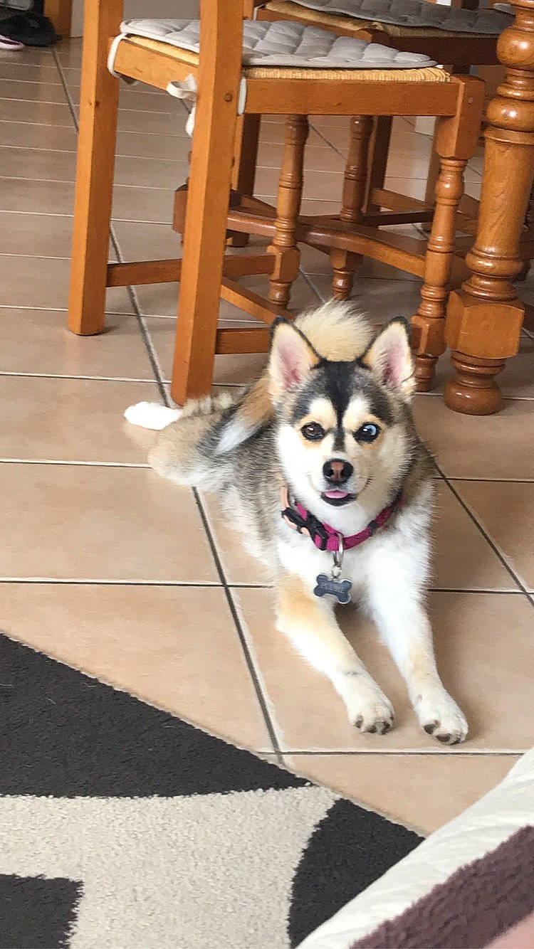 Plume participe au concours pour gagner de l'argent avec cette photo : canidae, carnivore, chair, collar, companion_dog, dog, dog_breed, dog_supply, fawn, flooring, fur, hardwood, recreation, sled_dog, smile, snout, sporting_group, tail, wood, working_dog