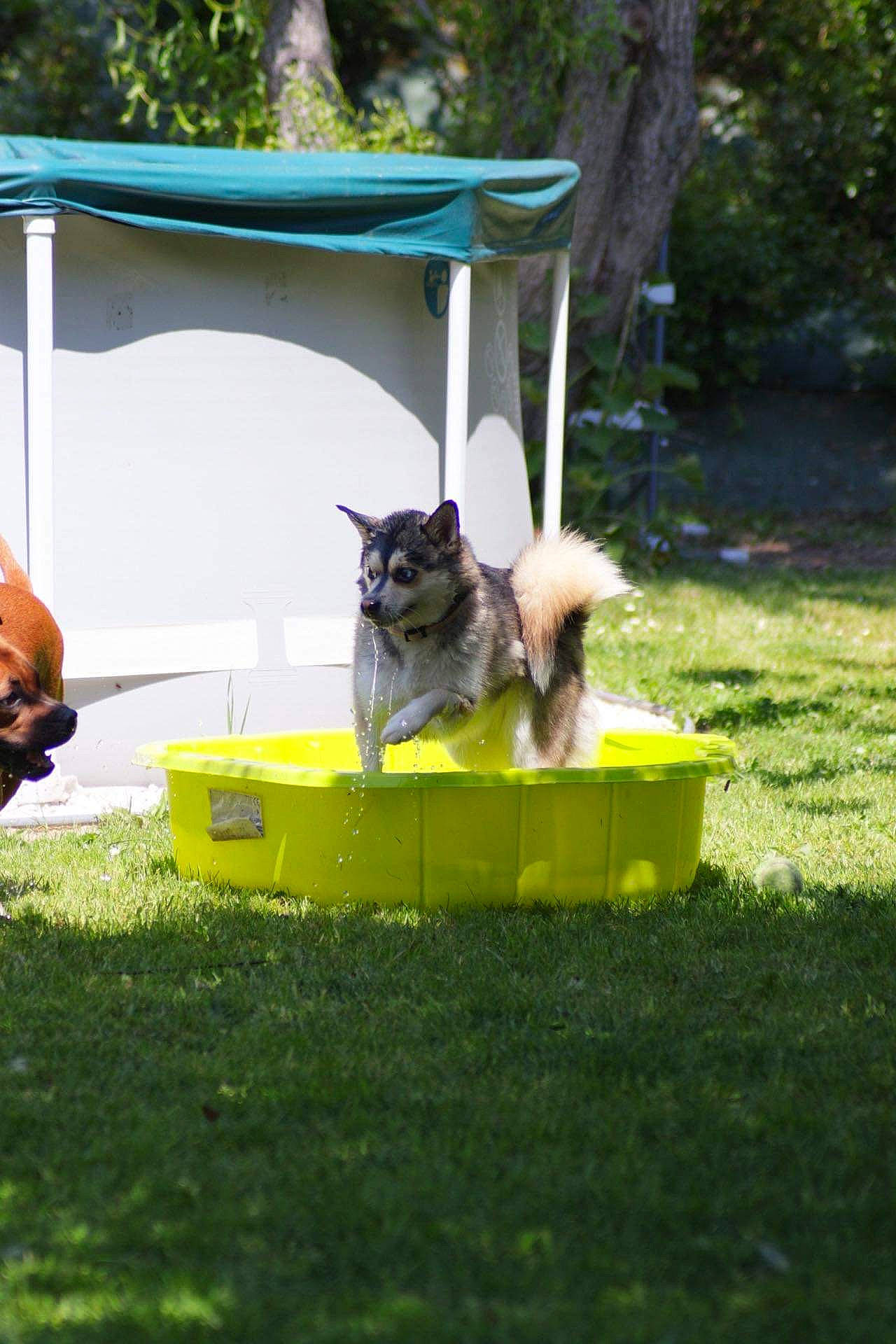 Plume participe au concours pour gagner de l'argent avec cette photo : canidae, carnivore, companion_dog, dog, dog_agility, dog_breed, dog_sports, dog_supply, grass, hurdle, lawn, leisure, outdoor_furniture, pet_supply, plant, recreation, shade, sporting_group, tail, tree