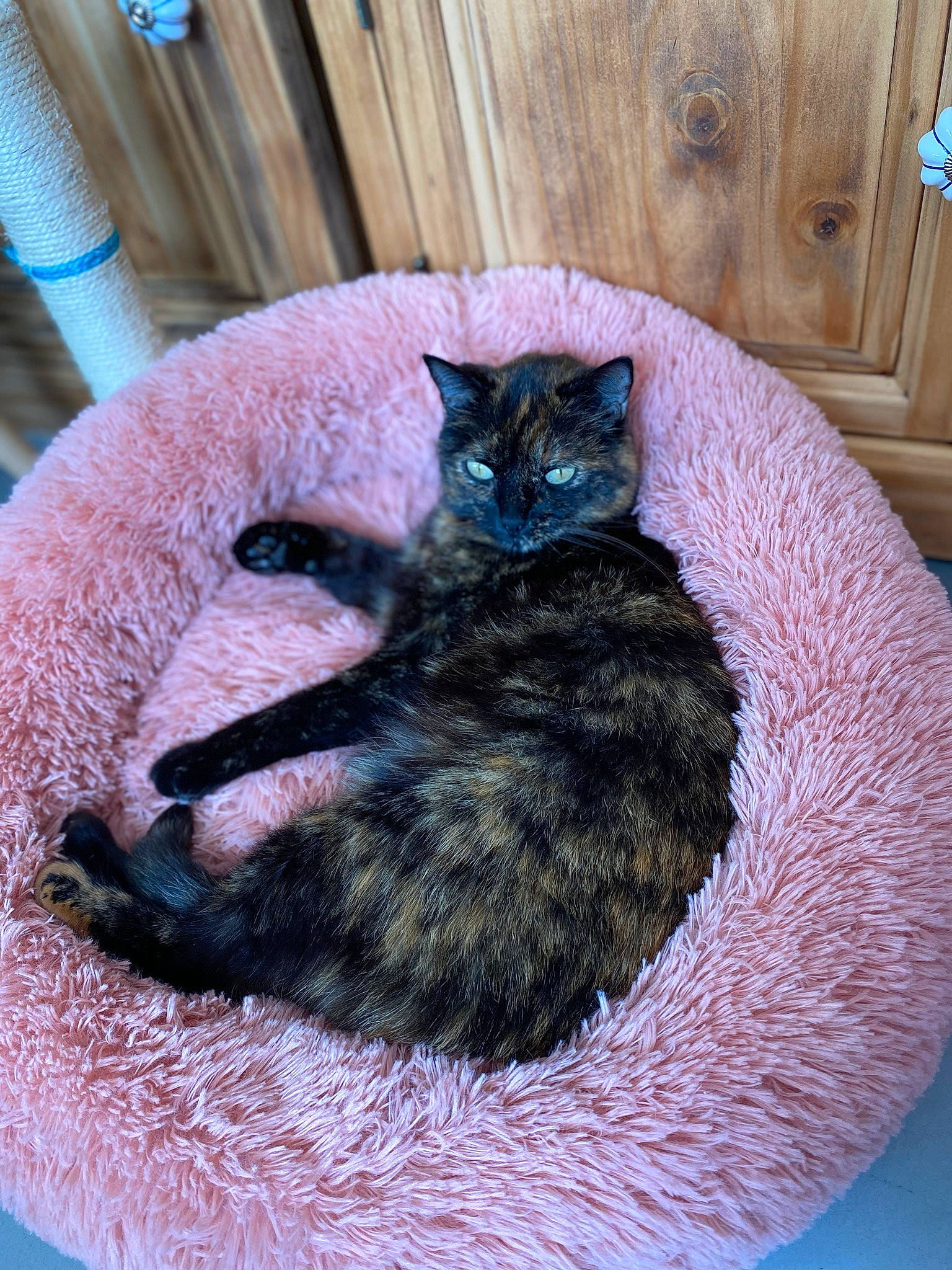 Arya participe au concours pour gagner de l'argent avec cette photo : black_cat, blue, carnivore, cat, cat_bed, cat_furniture, cat_supply, claw, comfort, domestic_short_haired_cat, felidae, fur, hardwood, pet_supply, small_to_medium_sized_cats, snout, tail, whiskers, wood, wool