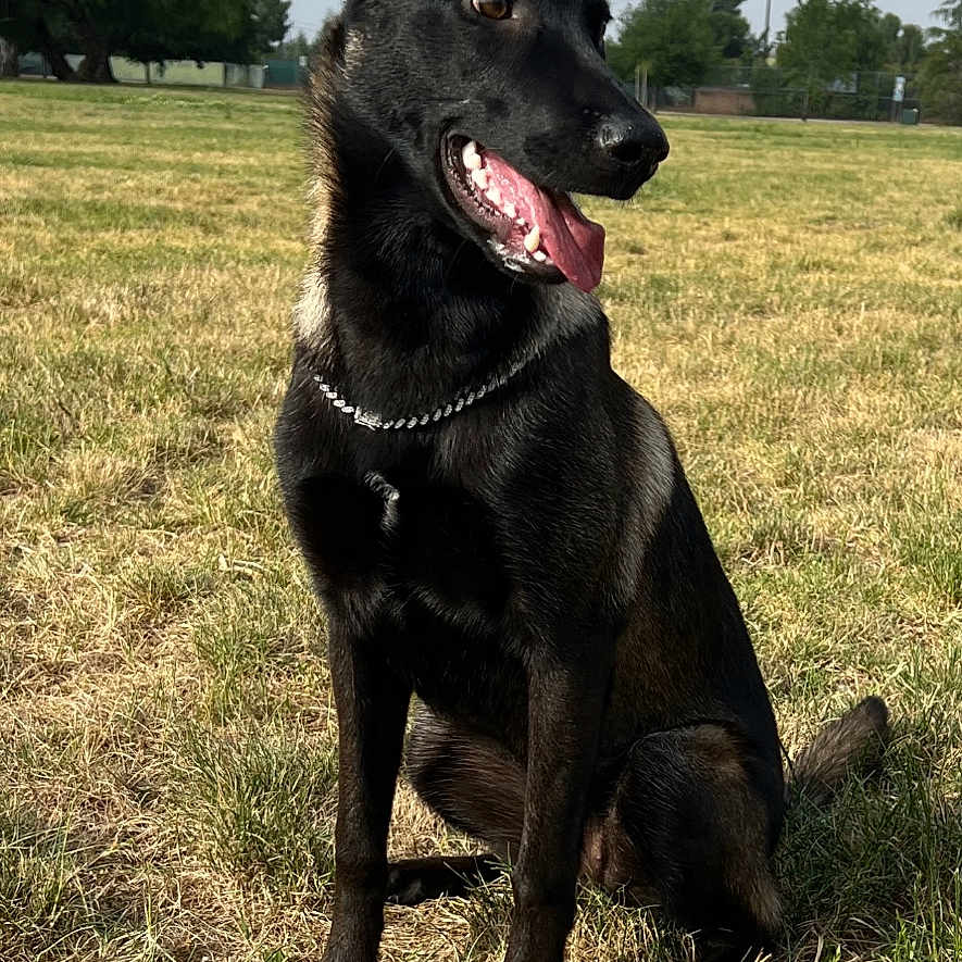 Luna S joined the competition — help win amazing prizes! animal, bodypart, canine, dog, field, germanshepherd, grass, grassland, mouth, nature, outdoors, person, pet, plant, policedog, puppy, tree