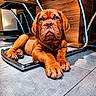 puppy, dog, brown_dog, floor, tile_floor, chair, metal_chair, wooden_furniture, indoor, pet, animal, cute, wrinkled_face, large_paws, relaxed, looking_up, young_dog, companion, domestic_animal, flooring