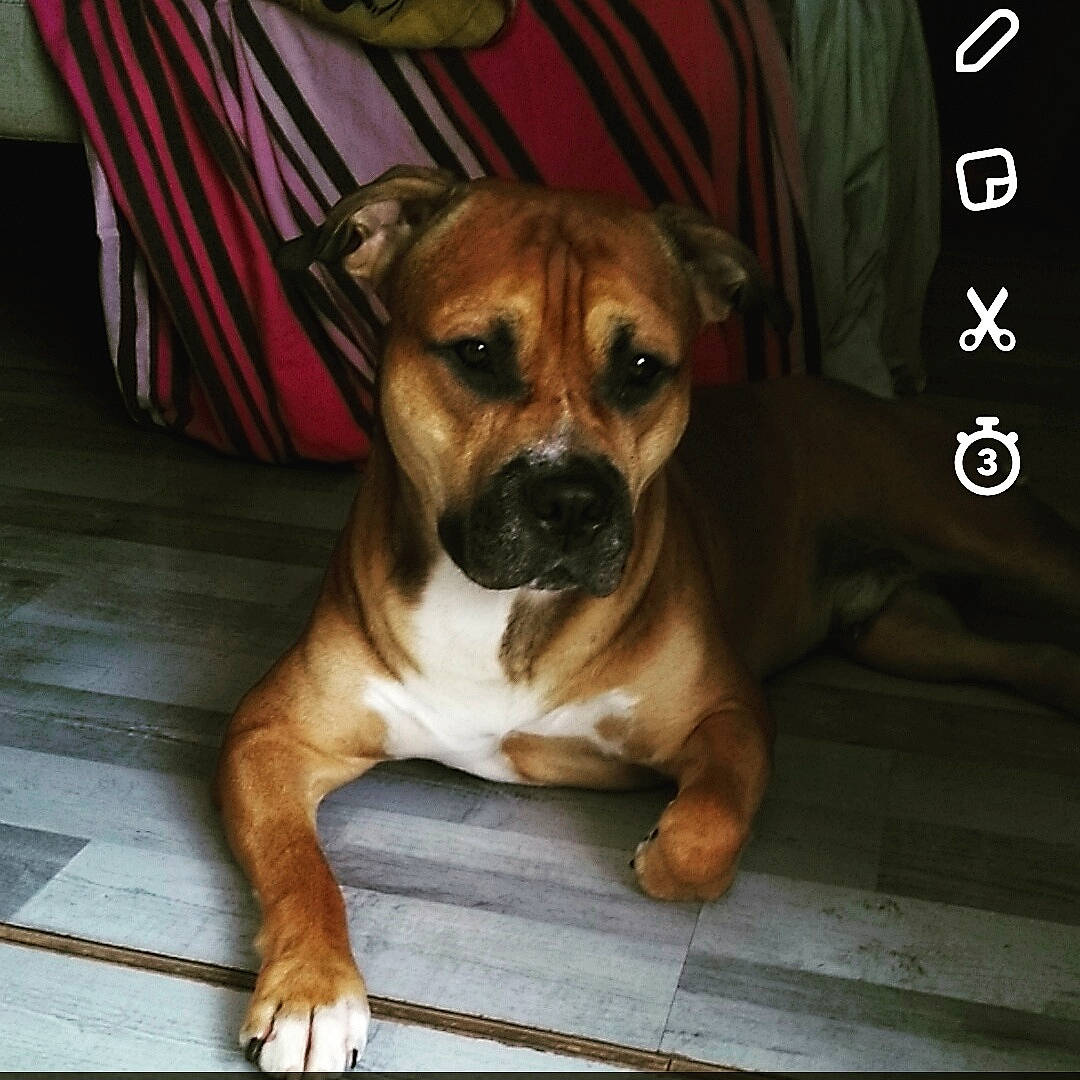 Tayron participe au concours pour gagner de l'argent avec cette photo : american_pit_bull_terrier, boerboel, bulldog, canidae, carnivore, companion_dog, dog, dog_breed, fawn, mammal, molosser, non_sporting_group, perro_de_presa_mallorquin, puppy, rare_breed_dog, snout, sporting_group, staffordshire_bull_terrier, vertebrate, whiskers