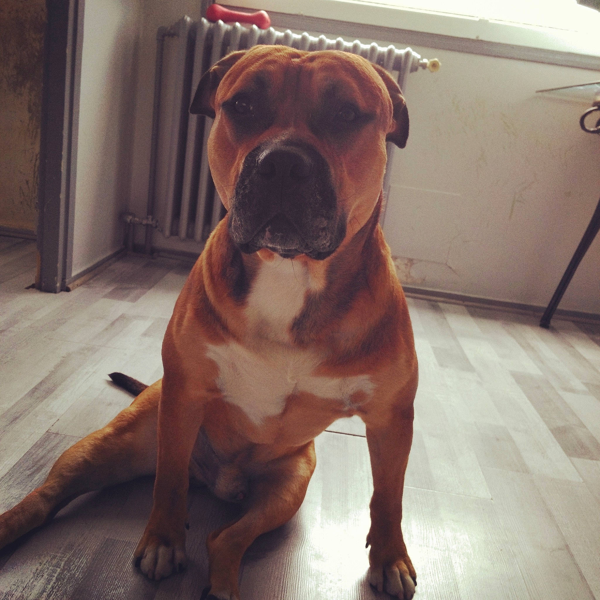 Tayron a rejoint le concours — aidez-le/la à gagner de superbes lots ! american_bulldog, american_pit_bull_terrier, bandog, boerboel, bulldog, bullmastiff, canidae, carnivore, dog, dog_breed, fawn, mammal, non_sporting_group, old_english_bulldog, olde_english_bulldogge, pit_bull, rare_breed_dog, snout, valley_bulldog, vertebrate
