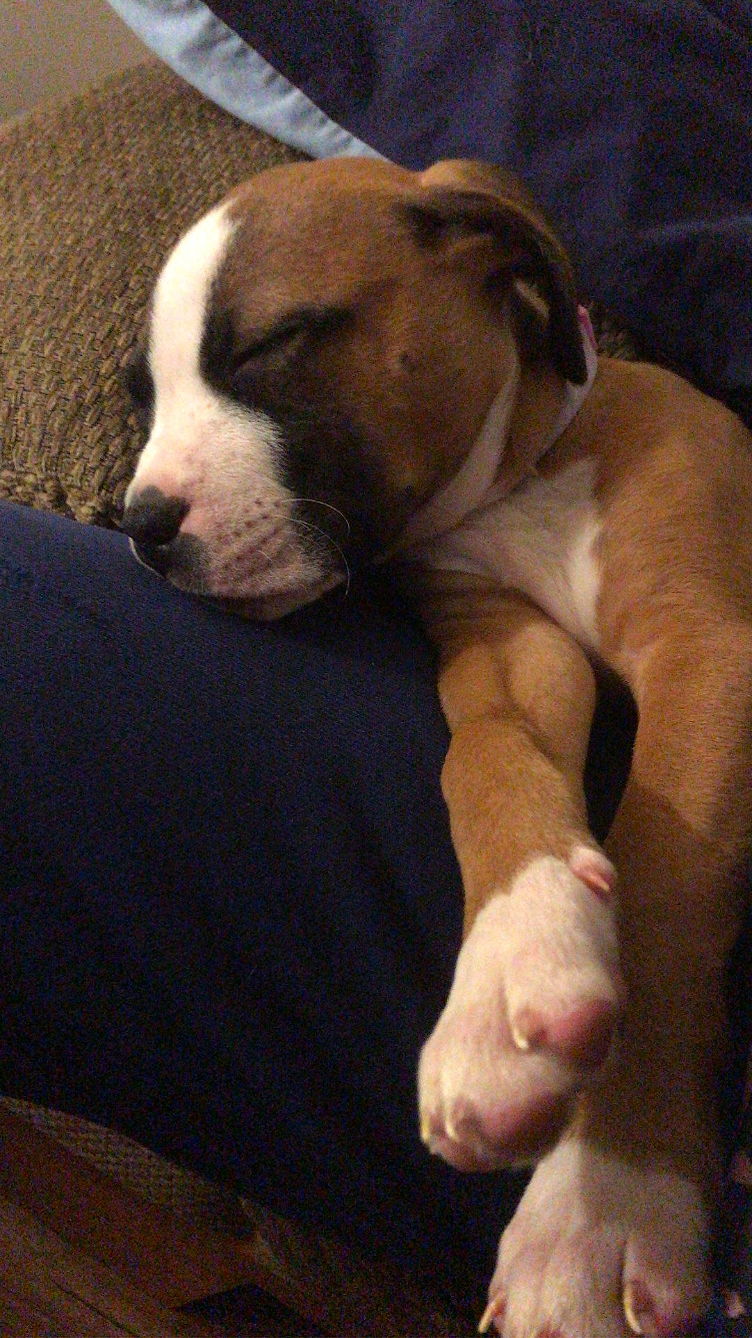 Loca joined the competition — help win amazing prizes! bored, canidae, carnivore, collar, comfort, companion_dog, dog, dog_breed, ear, fawn, fur, nap, paw, scent_hound, snout, sporting_group, tail, terrestrial_animal, whiskers, working_animal