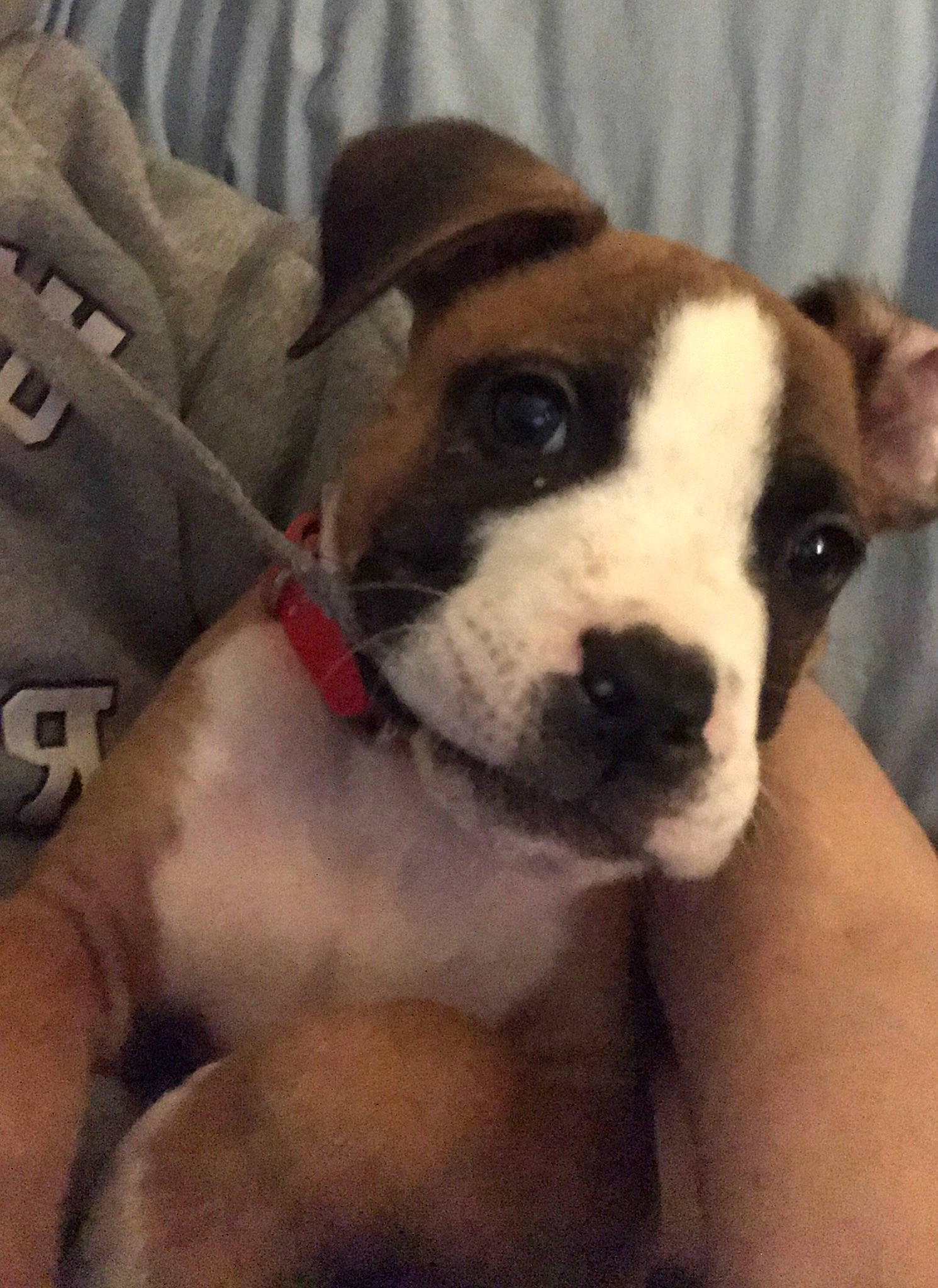 Loca joined the competition — help win amazing prizes! ancient_dog_breeds, carnivore, collar, comfort, companion_dog, dog, dog_breed, fawn, fur, linens, molosser, non_sporting_group, paw, puppy_love, selfie, terrestrial_animal, toy_dog, whiskers, working_animal