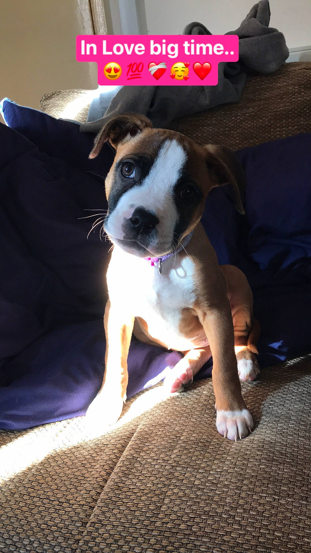 Loca joined the competition — help win amazing prizes! boston_terrier, canidae, carnivore, comfort, companion_dog, couch, dog, dog_breed, fawn, human_leg, paw, photo_caption, puppy, puppy_love, snout, sporting_group, thigh, whiskers, window, working_animal