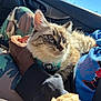 cat, fluffy_cat, blue_eyes, person, hand, camouflage_pants, hoodie, car_interior, seatbelt, sunlight, lap, relaxing, close_up, pet, feline, casual_clothing, daylight, indoor, comfort, animal