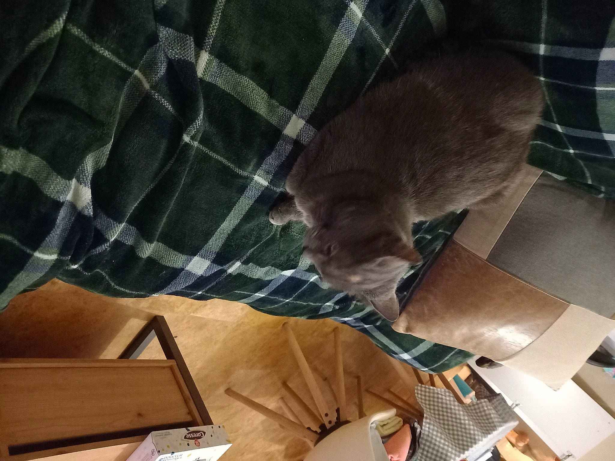 Luna a rejoint le concours — aidez-le/la à gagner de superbes lots ! carnivore, cat, comfort, companion_dog, domestic_short_haired_cat, fawn, felidae, hardwood, linens, pattern, plaid, room, shipping_box, sleeve, small_to_medium_sized_cats, tail, tartan, textile, whiskers, wood