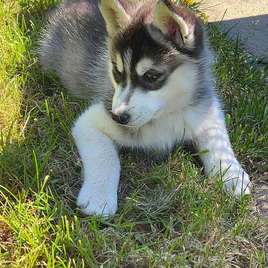 Nala participe au concours pour gagner de l'argent avec cette photo : adorable, animal, canine, cute, daylight, dog, ears, fur, grass, husky, nature, outdoor, pet, playful, puppy, resting, small, snout, sunlight, young