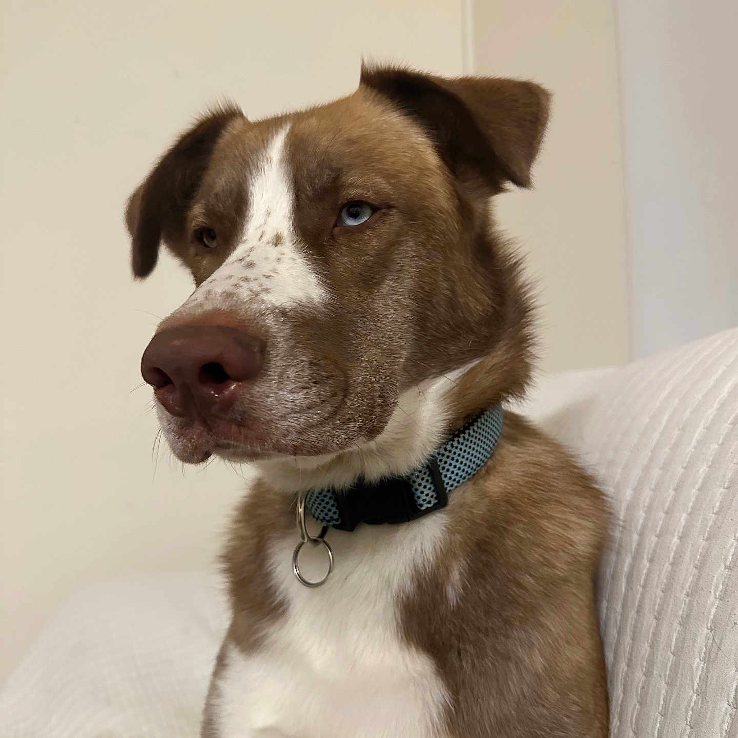 Betoven is registered to the contest to win money with this photo: accessories, animal, beagle, bulldog, canine, chair, collar, couch, cushion, dog, furniture, homedecor, hound, husky, labradorretriever, pet, pitbull, pointer, puppy, snout