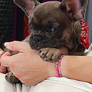 Bulle participe au concours pour gagner de l'argent avec cette photo : adorable, animal, bandana, canine, close_up, comfort, cuddle, cute, dog, french_bulldog, friendship, hand, indoor, paw, pet, puppy, red_bandana, resting, snug, young_dog