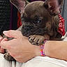 french_bulldog, puppy, dog, pet, bandana, red_bandana, paw, hand, resting, cute, snug, indoor, close_up, animal, canine, adorable, young_dog, friendship, comfort, cuddle