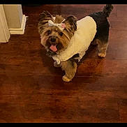 Mocha is registered to the contest to win money with this photo: accessory, black_fur, bow, brown_fur, clothing, cute, dog, dog_coat, fur, hardwood_floor, home, indoor, looking_up, mobile_screenshot, pet, phone_ui, portrait, small_dog, tongue_out, yorkshire_terrier_like