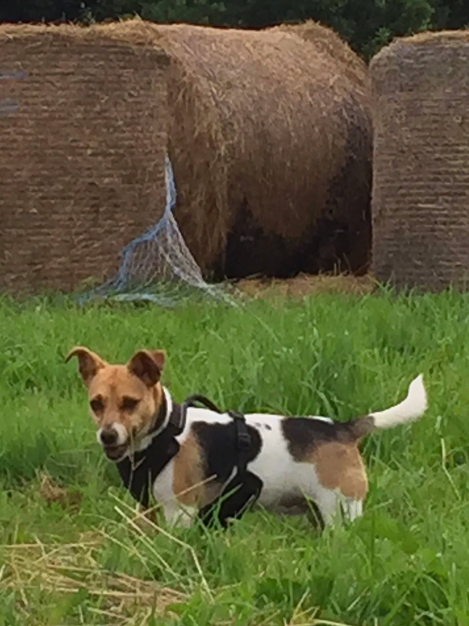 Gamine participe au concours pour gagner de l'argent avec cette photo : beagle, canidae, carnivore, companion_dog, dog, dog_breed, fawn, grass, grassland, landscape, mammal, pasture, plant, scent_hound, snout, sporting_group, tail, terrestrial_animal, terrier, working_animal