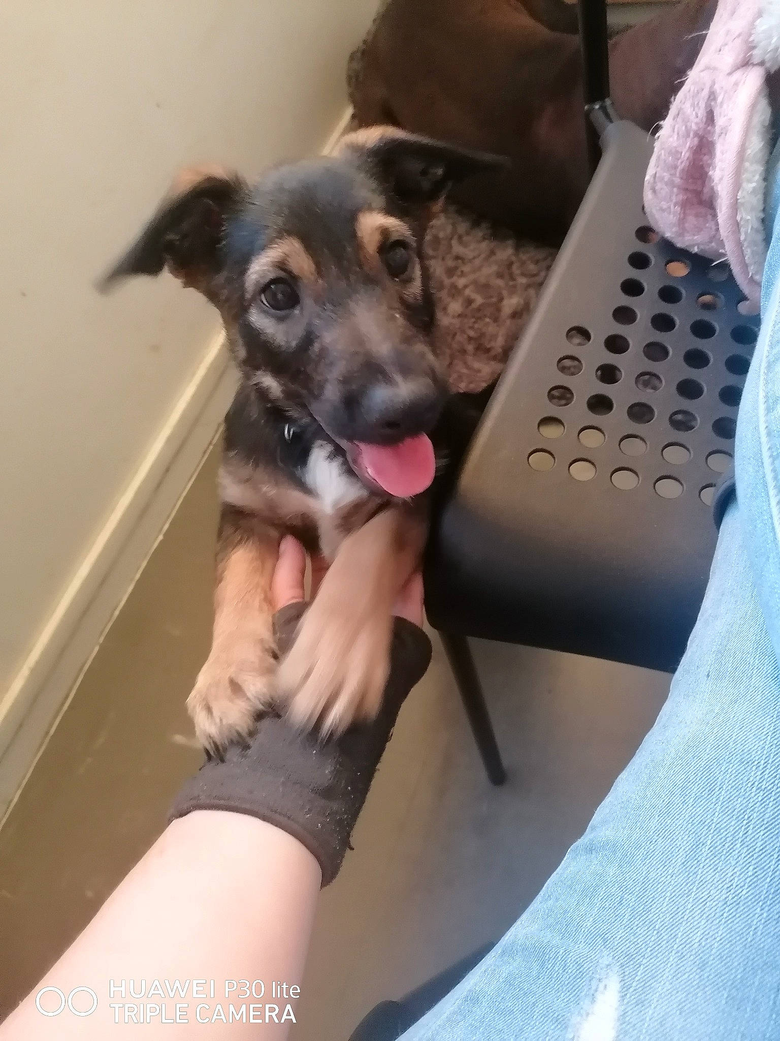 Mirabelle participe au concours pour gagner de l'argent avec cette photo : canidae, carnivore, comfort, companion_dog, dog, dog_breed, fawn, foot, fur, guard_dog, human_leg, nail, paw, remote_control, sitting, sporting_group, thigh, toy_dog, working_animal, working_dog