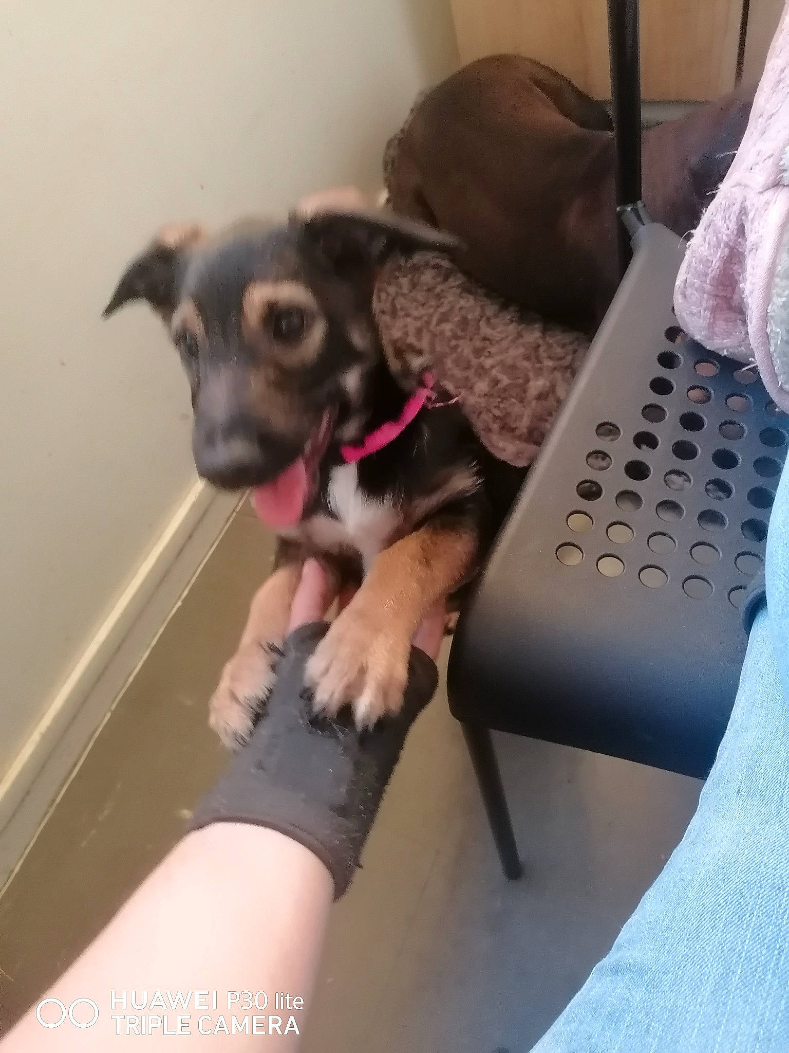 Mirabelle a rejoint le concours — aidez-le/la à gagner de superbes lots ! carnivore, comfort, companion_dog, couch, dog, dog_breed, dog_supply, fawn, fur, linens, non_sporting_group, paw, room, sporting_group, toy_dog, working_animal