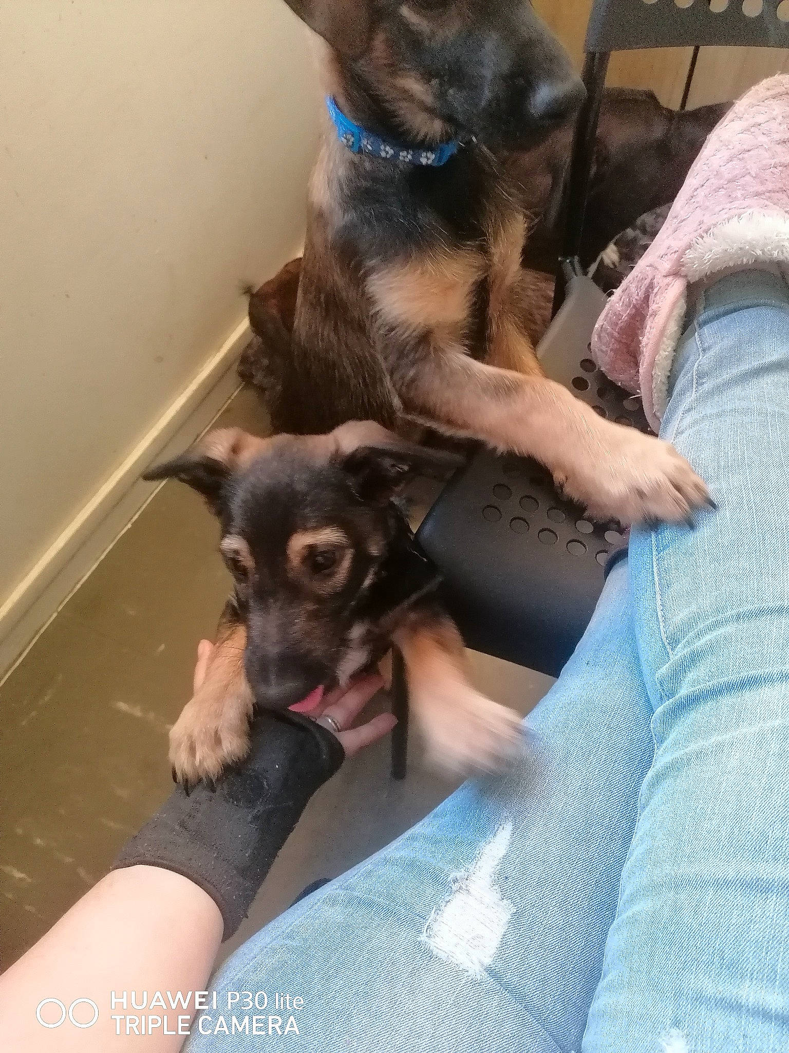 Mirabelle participe au concours pour gagner de l'argent avec cette photo : canidae, carnivore, comfort, companion_dog, dog, dog_breed, ear, fawn, fur, gesture, mammal, nail, paw, sitting, snout, sporting_group, toy_dog, working_animal, working_dog, wrist