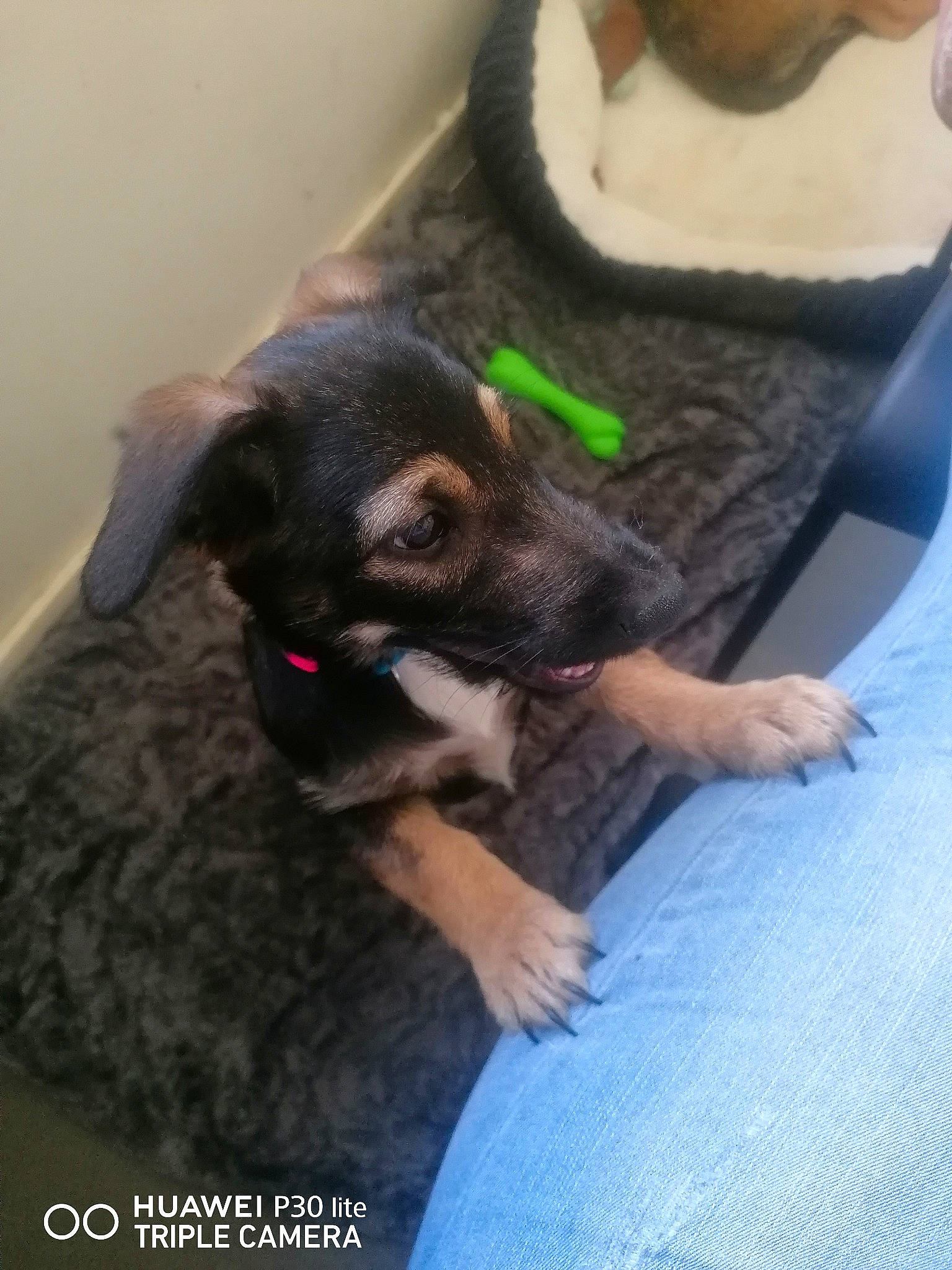 Mirabelle participe au concours pour gagner de l'argent avec cette photo : canidae, carnivore, comfort, companion_dog, dog, dog_breed, ear, elbow, fawn, felidae, fur, gesture, human_leg, lap, nail, snout, sporting_group, toy_dog, working_animal, wrist