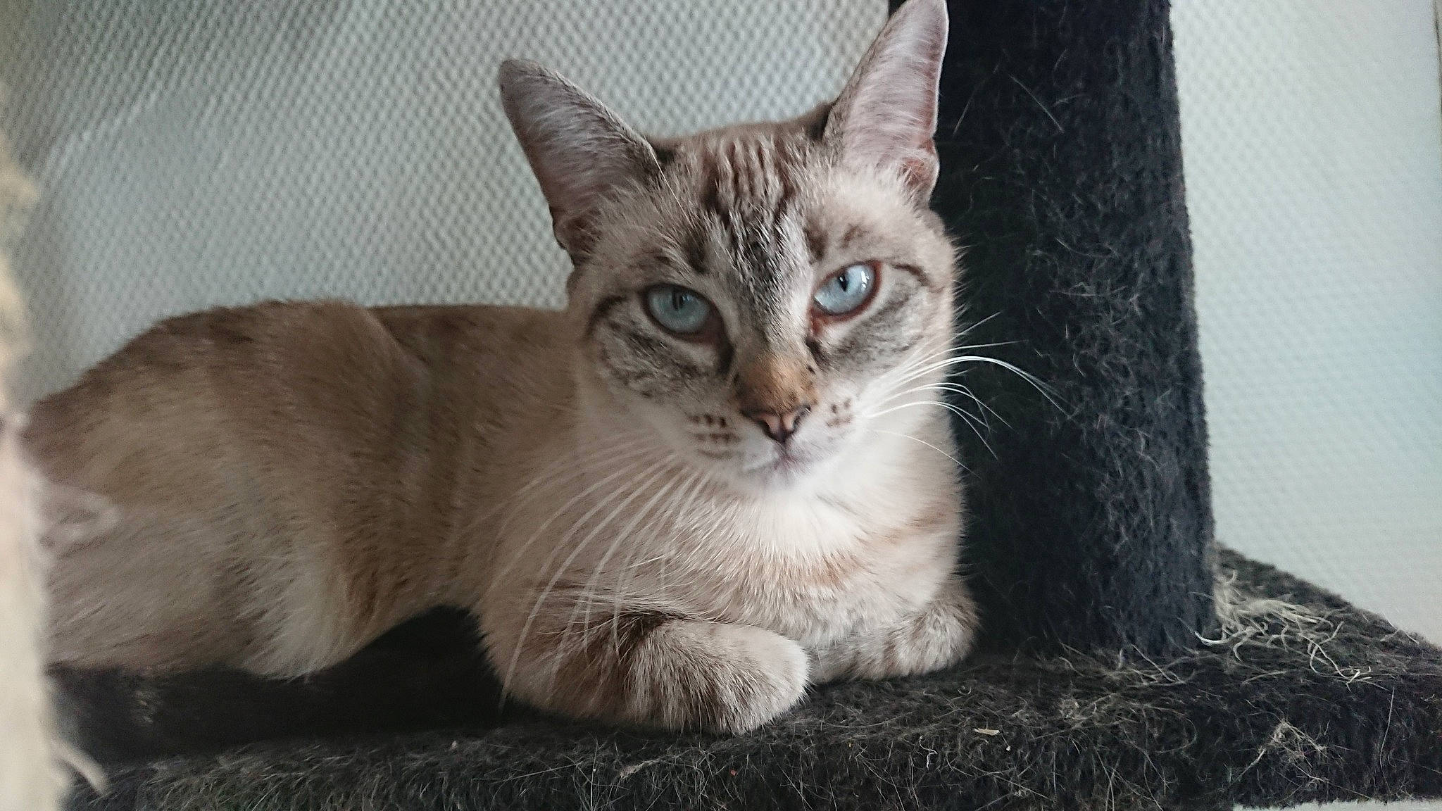 Ninou participe au concours pour gagner de l'argent avec cette photo : aegean_cat, american_wirehair, asian, australian_mist, burmilla, carnivore, cat, domestic_short_haired_cat, european_shorthair, felidae, german_rex, kitten, mammal, ojos_azules, singapura, small_to_medium_sized_cats, snout, tabby_cat, vertebrate, whiskers