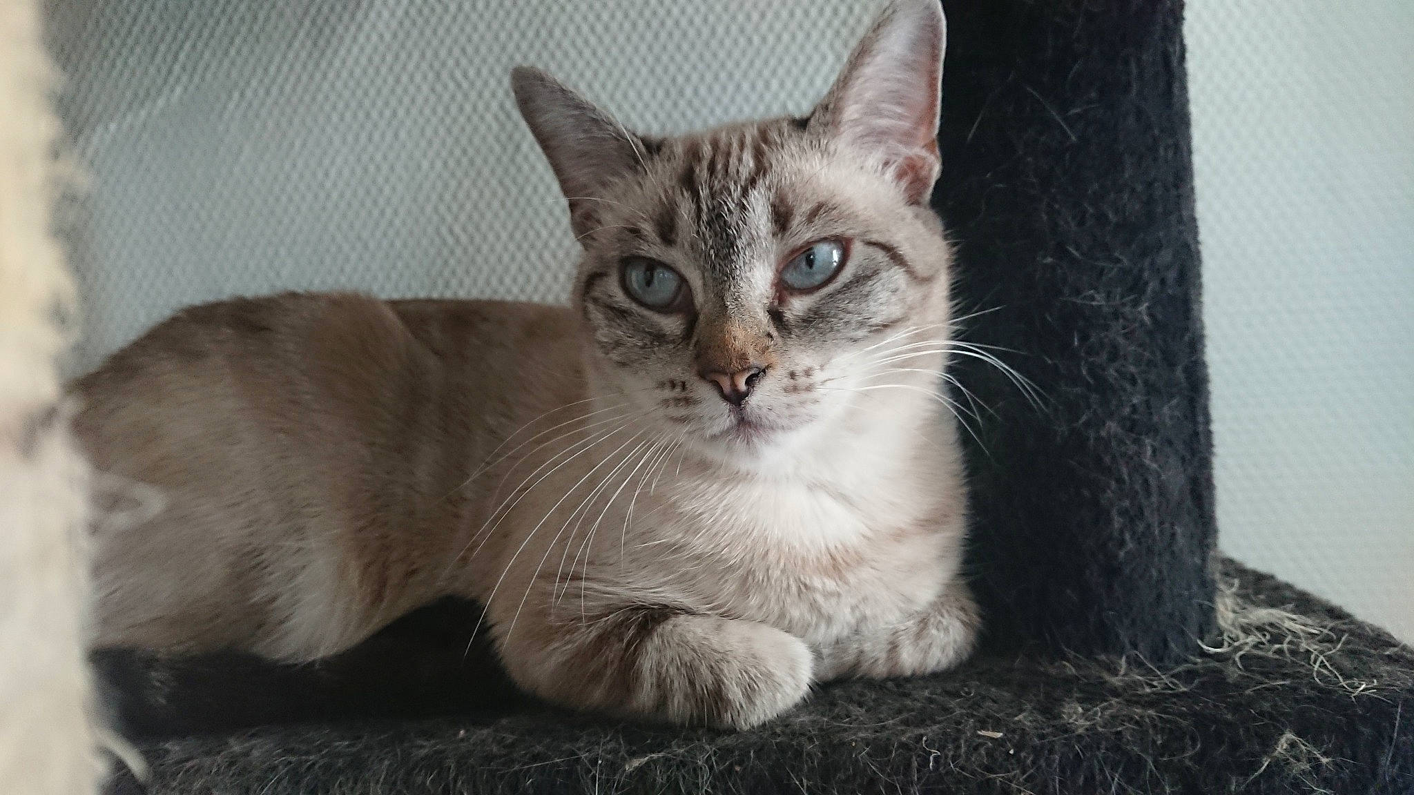 Ninou a rejoint le concours — aidez-le/la à gagner de superbes lots ! aegean_cat, american_wirehair, asian, australian_mist, burmilla, carnivore, cat, domestic_short_haired_cat, european_shorthair, fawn, felidae, german_rex, kitten, mammal, ojos_azules, singapura, small_to_medium_sized_cats, tabby_cat, vertebrate, whiskers