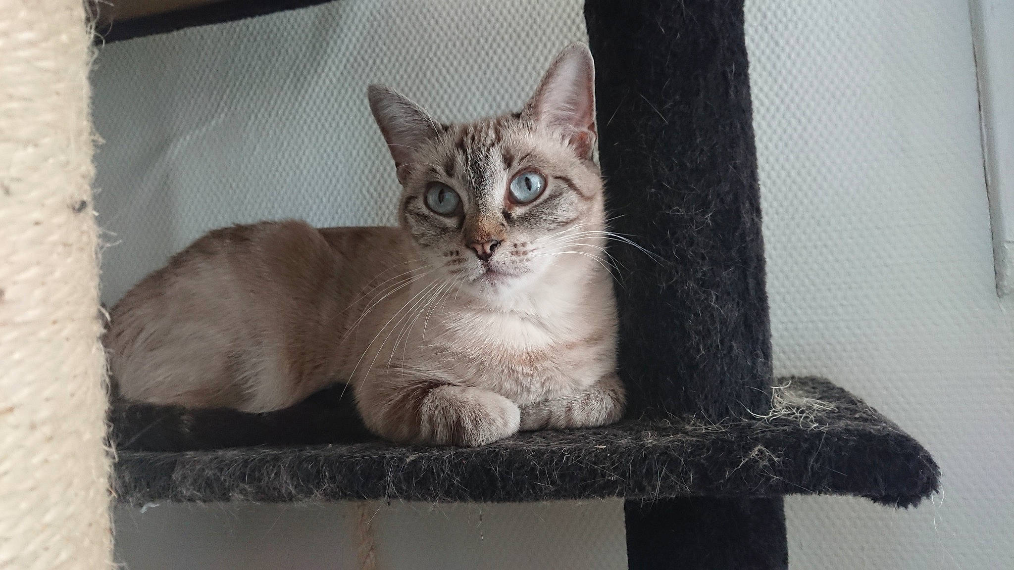 Ninou participe au concours pour gagner de l'argent avec cette photo : aegean_cat, asian, australian_mist, burmilla, carnivore, cat, domestic_short_haired_cat, european_shorthair, fawn, felidae, kitten, mammal, ojos_azules, paw, small_to_medium_sized_cats, somali, tabby_cat, vertebrate, whiskers