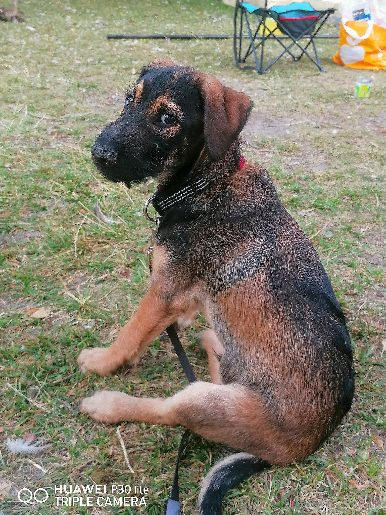 Hulk a rejoint le concours — aidez-le/la à gagner de superbes lots ! canidae, carnivore, chair, collar, companion_dog, dog, dog_breed, fawn, fur, grass, hunting_dog, liver, pet_supply, plant, snout, sporting_group, tail, terrestrial_animal, working_animal, working_dog