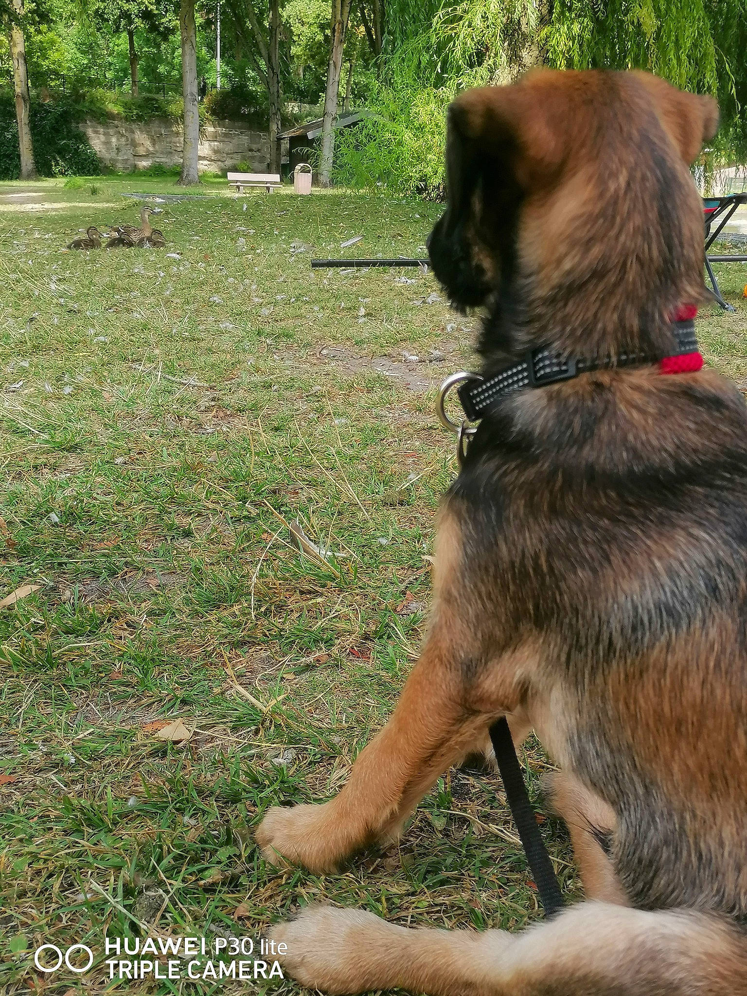 Hulk a rejoint le concours — aidez-le/la à gagner de superbes lots ! carnivore, collar, companion_dog, dog, dog_breed, dog_collar, east_european_shepherd, fawn, fur, german_shepherd_dog, grass, groundcover, old_german_shepherd_dog, pet_supply, plant, tail, terrestrial_animal, tree, working_animal, working_dog