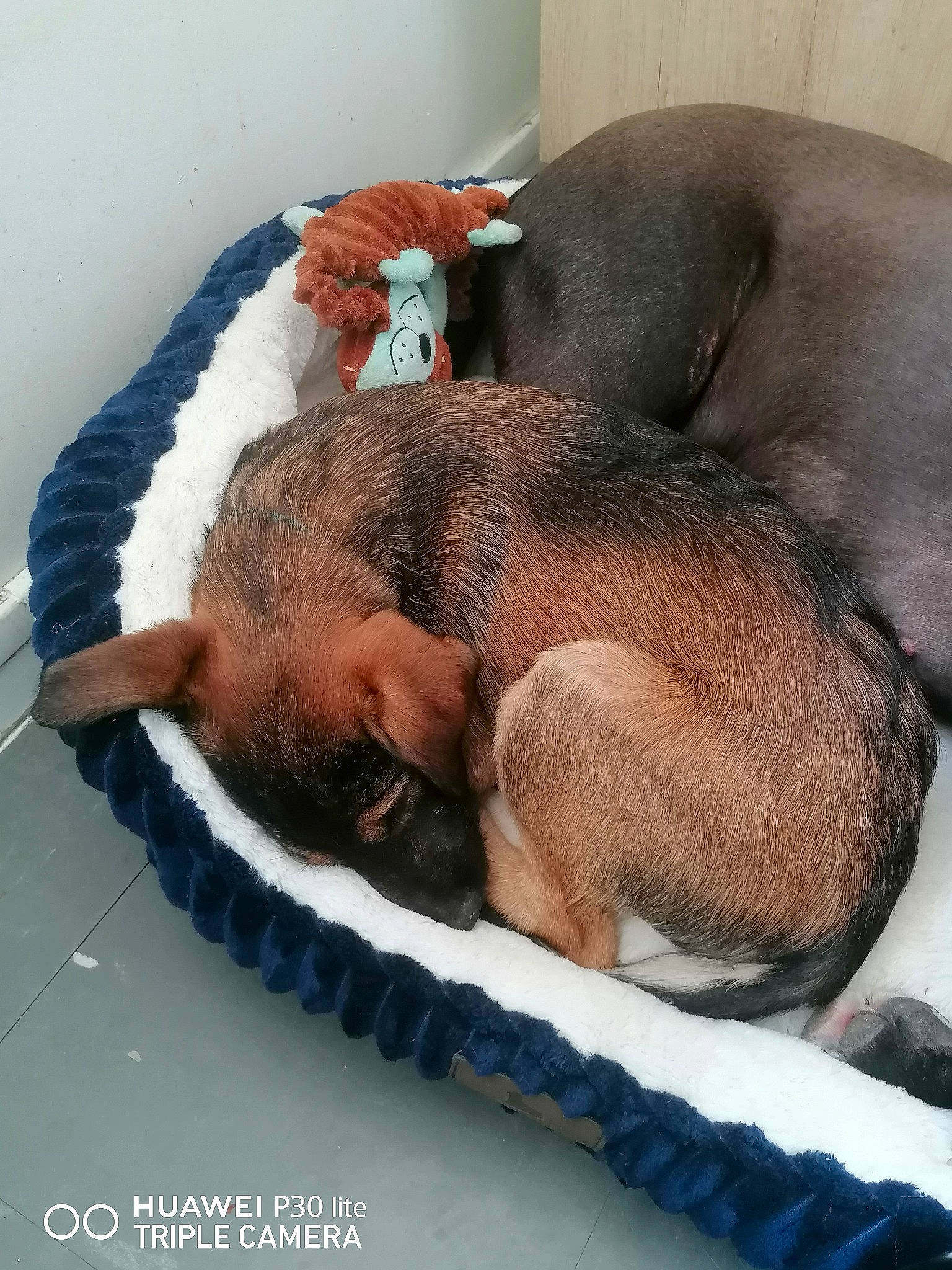 Hulk a rejoint le concours — aidez-le/la à gagner de superbes lots ! comfort, dog_breed, fawn, fur, linens, liver, mammal, nap, sleep, snout, sporting_group, terrestrial_animal, vertebrate, wrinkle