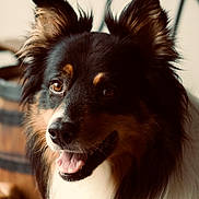 Piwi a rejoint le concours — aidez-le/la à gagner de superbes lots ! dog, close_up, portrait, happy, ears, fluffy, brown_eyes, black_fur, white_fur, tan_fur, tongue, pet, animal, indoor, natural_light, barrel, background_blur, canine, smiling, furry