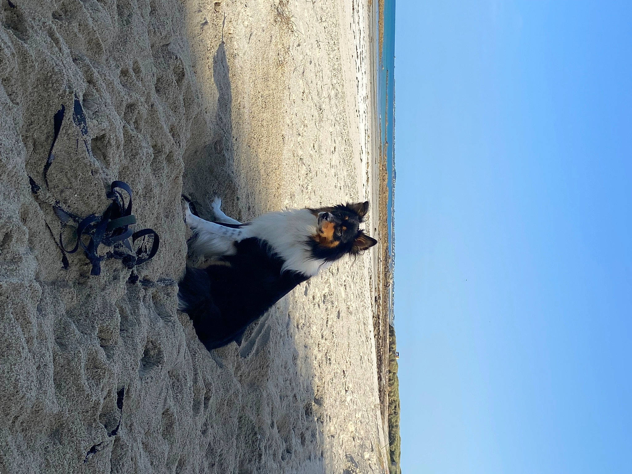 Piwi a rejoint le concours — aidez-le/la à gagner de superbes lots ! azure, beach, carnivore, coast, concrete, door, landscape, plant, rock, sand, shadow, sky, tail, tree, trunk, water, wave, wind_wave, winter, wood