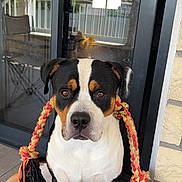 Scotty participe au concours pour gagner de l'argent avec cette photo : dog, pet, animal, rope_toy, colorful, sitting, ears, door, glass, reflection, outdoor, tile_floor, brick_wall, calm, looking_at_camera, brown_black_white, playful, domestic, companion, portrait