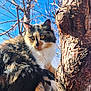 cat, calico_cat, feline, pet, tree, tree_bark, trunk, branches, blue_sky, outdoor, whiskers, yellow_eyes, fluffy_fur, climbing, paws, closeup, portrait, sunlight, nature, curious