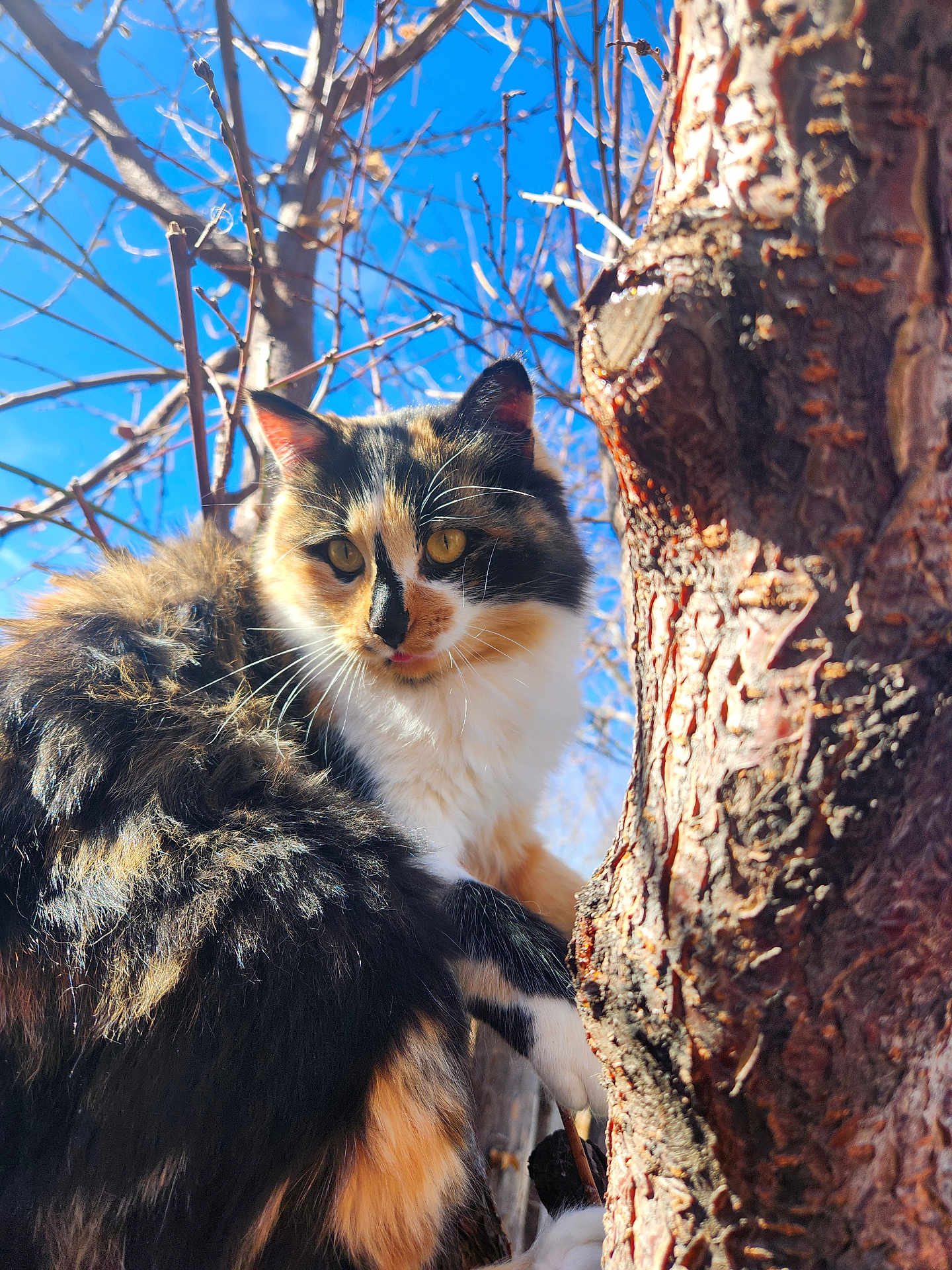 Hazel is registered to the contest to win money with this photo: cat, calico_cat, feline, pet, tree, tree_bark, trunk, branches, blue_sky, outdoor, whiskers, yellow_eyes, fluffy_fur, climbing, paws, closeup, portrait, sunlight, nature, curious