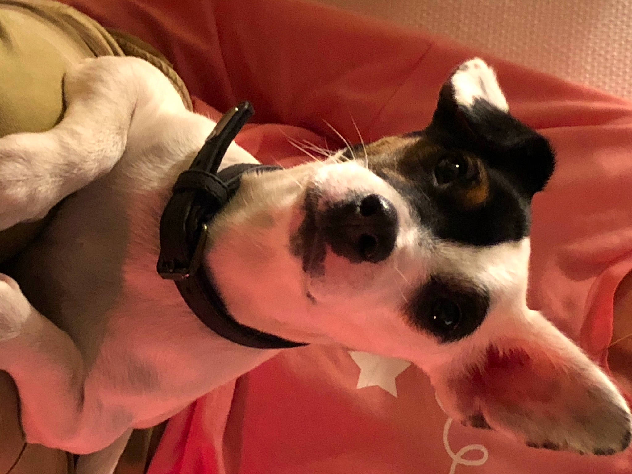 Perle a rejoint le concours — aidez-le/la à gagner de superbes lots ! canidae, carnivore, collar, comfort, companion_dog, dog, dog_breed, dog_collar, dog_supply, ear, fawn, fur, non_sporting_group, paw, sporting_group, terrestrial_animal, terrier, whiskers, working_animal, working_dog