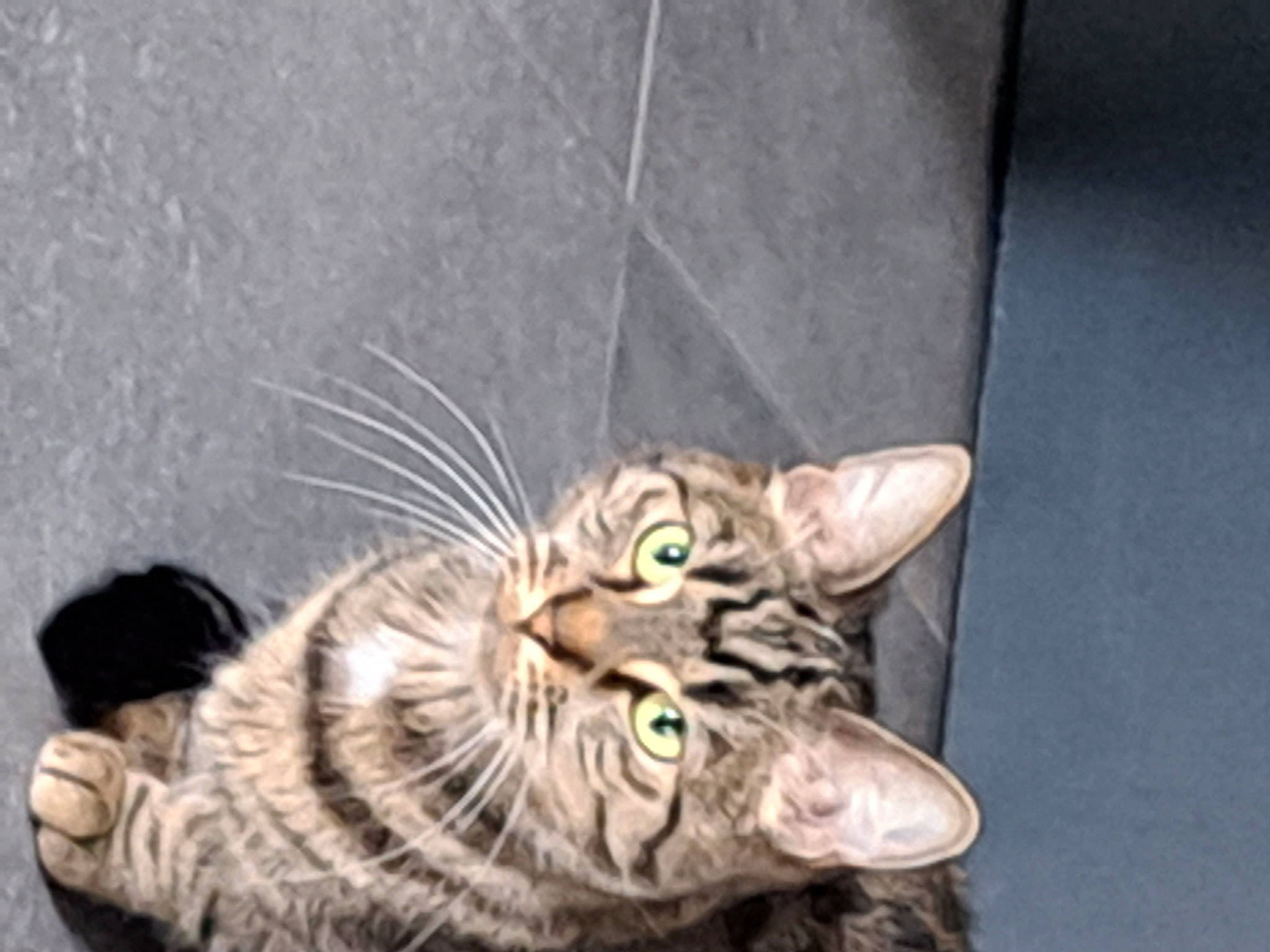 Loumpi a rejoint le concours — aidez-le/la à gagner de superbes lots ! carnivore, cat, claw, domestic_short_haired_cat, door, felidae, fur, paw, small_to_medium_sized_cats, tail, terrestrial_animal, whiskers