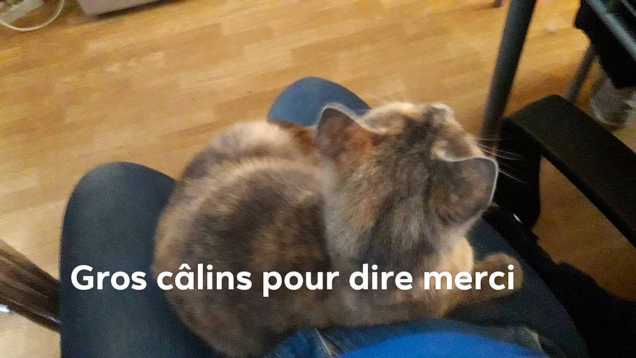 Anastasia participe au concours pour gagner de l'argent avec cette photo : canidae, carnivore, cat, domestic_rabbit, ear, fawn, felidae, fur, kitten, photo_caption, rabbit, rabbits_and_hares, small_to_medium_sized_cats, whiskers