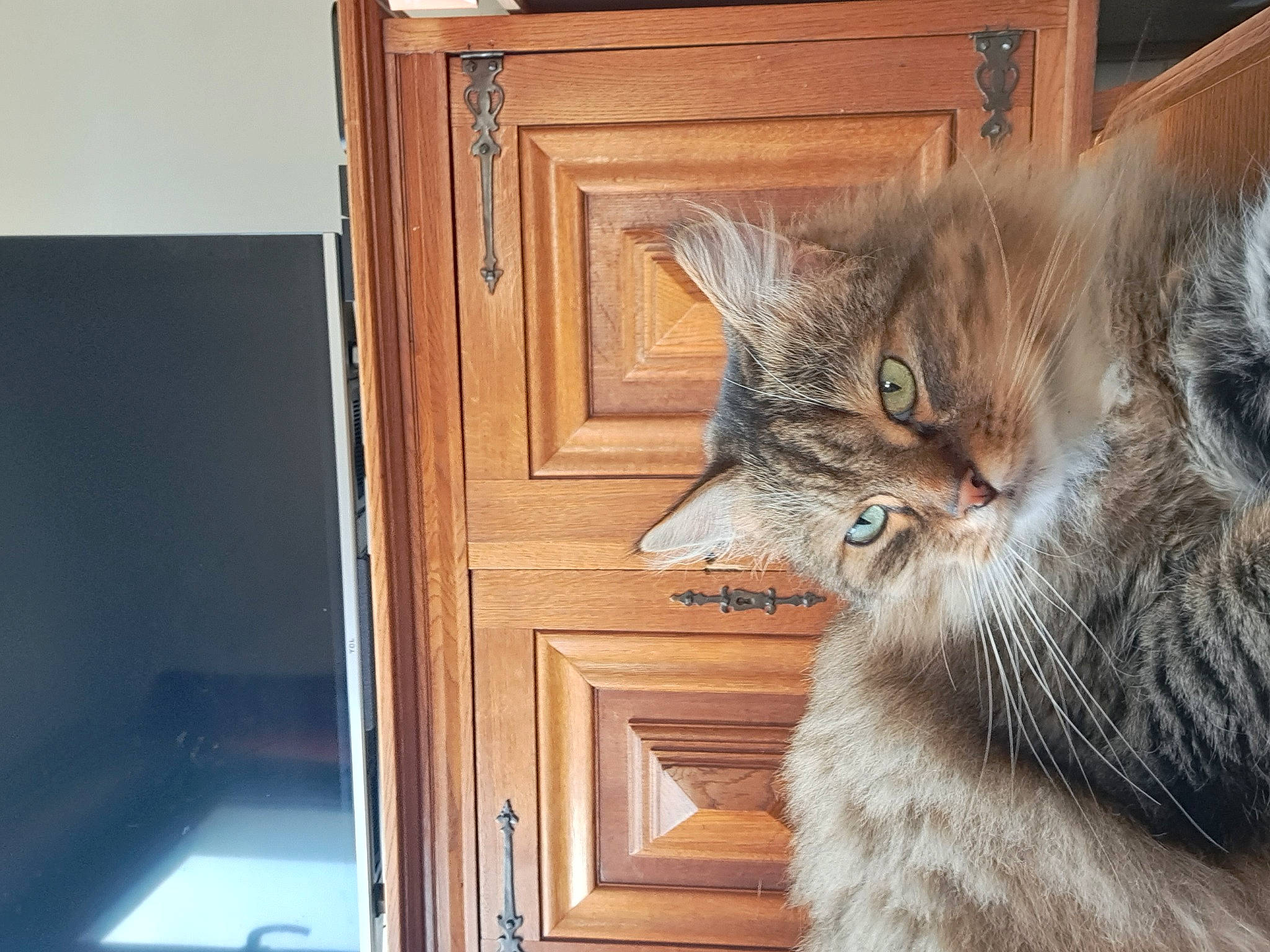 Prince participe au concours pour gagner de l'argent avec cette photo : cabinetry, carnivore, cat, claw, domestic_short_haired_cat, door, drawer, felidae, fur, hardwood, paw, room, shelf, small_to_medium_sized_cats, snout, tail, whiskers, window, wood, wood_stain