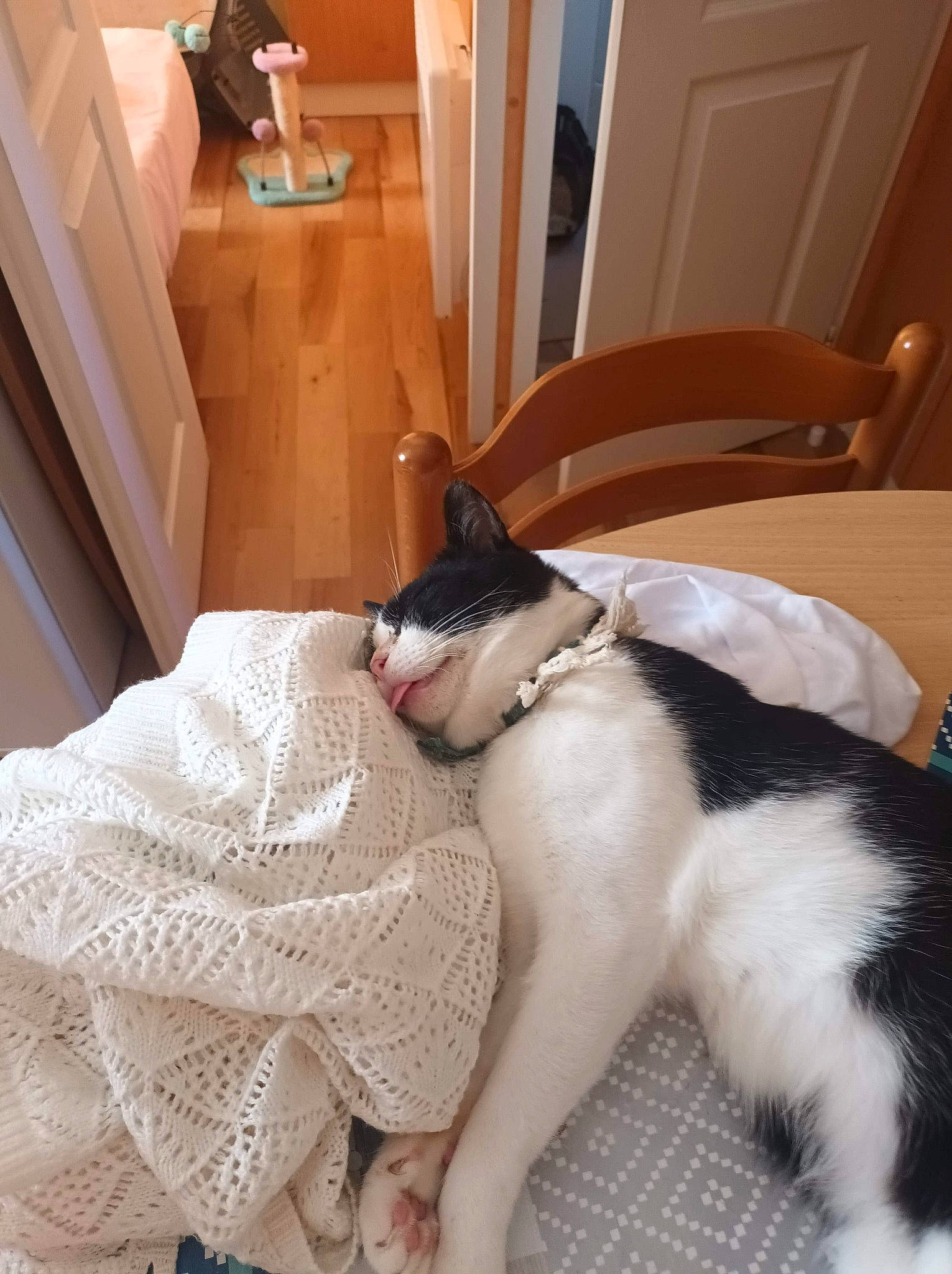 Attila a rejoint le concours — aidez-le/la à gagner de superbes lots ! carnivore, cat, chair, comfort, companion_dog, dog_breed, domestic_short_haired_cat, fawn, felidae, flooring, fur, hardwood, human_leg, linens, paw, room, small_to_medium_sized_cats, tail, whiskers, wood