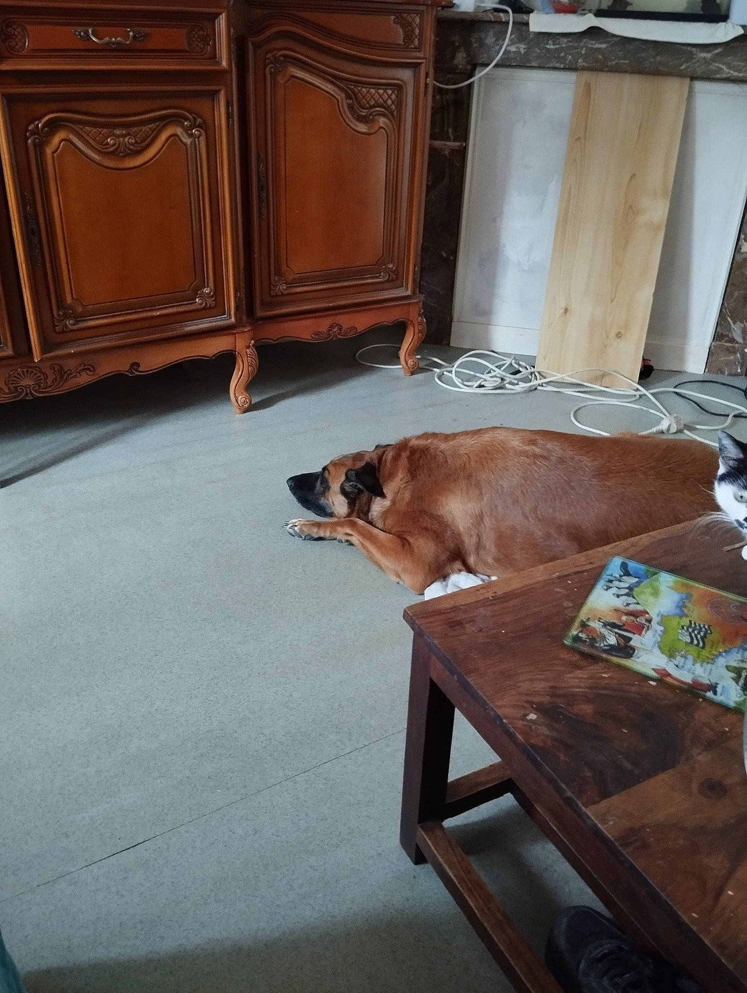 Nala a rejoint le concours — aidez-le/la à gagner de superbes lots ! brown, building, cabinetry, carnivore, chair, comfort, companion_dog, couch, dog, dog_breed, fawn, floor, flooring, hardwood, house, room, table, varnish, wood, wood_stain