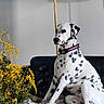 Unicorne a rejoint le concours — aidez-le/la à gagner de superbes lots ! blanket, collar, couch, dalmatian, dog, domestic_animal, flowers, fur, furniture, home, houseplant, indoor, lamp, mammal, pet, relaxed, sitting, spotted, vase, yellow_flowers