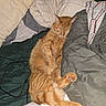 Garfield joined the competition — help win amazing prizes! cat, orange_cat, sleeping, sleepy, resting, lying_down, stretched, paw, whiskers, feline, pet, bed, bedding, blanket, pillows, rumpled_sheets, bedroom, indoor, cozy, relaxed