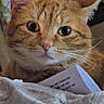 Garfield joined the competition — help win amazing prizes! cat, ginger_cat, orange_fur, feline, pet, animal, close_up, portrait, wide_eyes, whiskers, ears, nose, indoor, blanket, paper, cozy, curious, face, fur, photography