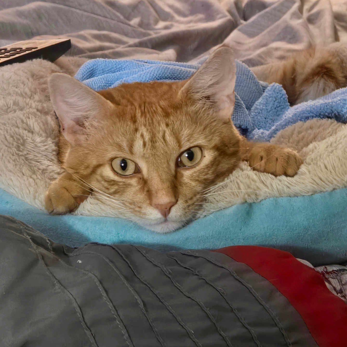 Garfield