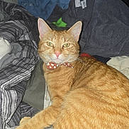 Garfield is registered to the contest to win money with this photo: cat, orange_tabby, pet, feline, bow_tie, collar, whiskers, green_eyes, pointed_ears, fur, striped_fur, lying_down, relaxed, portrait, indoor, bedroom, laundry, blankets, clothing, flash_photography